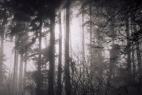 Sonne und Nebel im Wald null