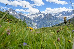 Alpwiese mit Wetter- und Schreckhorn