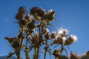 Distel mit Sonnenstern