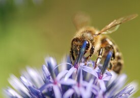 Biene auf Distel