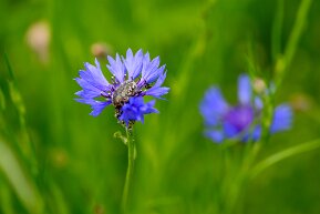 Kornblume