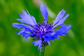 Kornblume