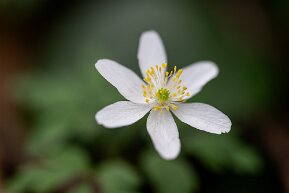 Buschwindröschen