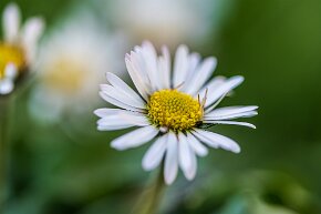 Gänseblümchen