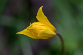 Rebbergtulpe