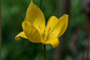 Rebbergtulpe