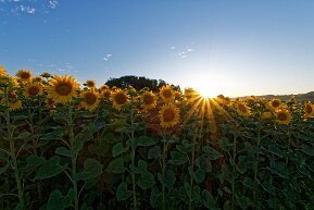 Sonnenblumenfeld