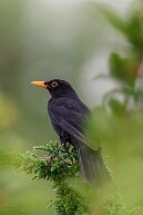 Amsel