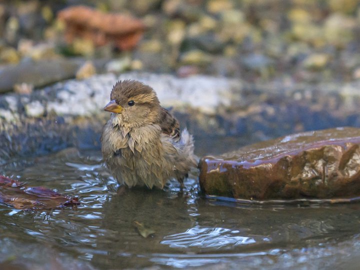 Vogelbad