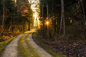 Sonnenstern im Wald