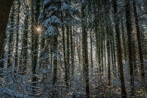 Sonnenstern im Wald