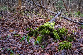 Mooslandschaft