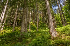 Bergwald