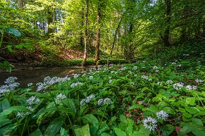 Bärlauch am Ellikerbach