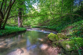 Bärlauch am Ellikerbach