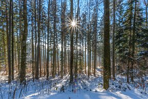 Sonnenstern im Wald