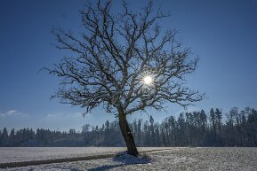 Winterliche Eiche