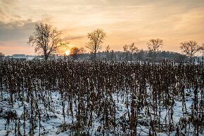 Sonnenuntergang auf dem Feld