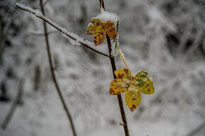 Herbst gegen Winter