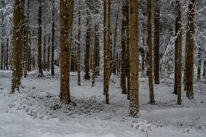 Winterwald