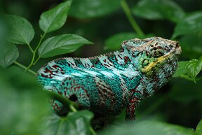 Chameleon