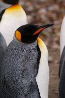 Königspinguin