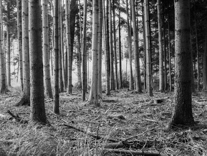 Analogfotografie