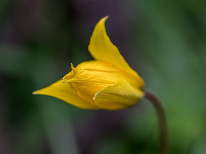 Frühling