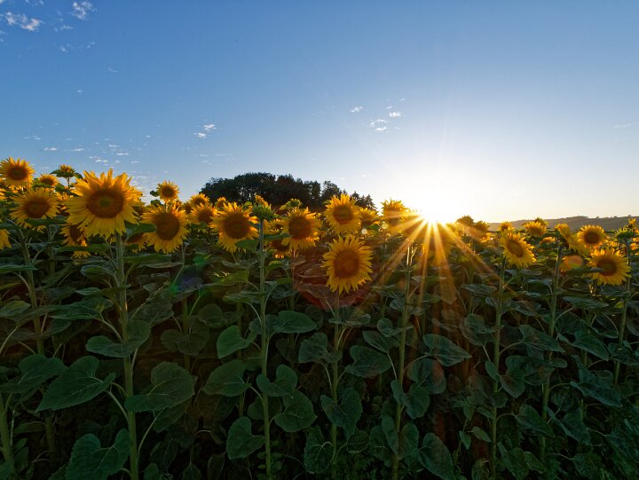 Sonnenblumenfeld