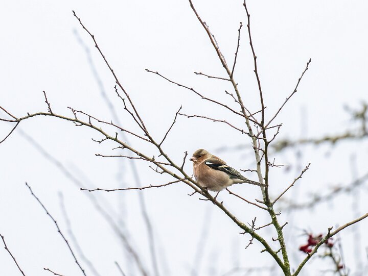 Vogelfotografie
